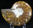 Cleoniceras Ammonite Fossil - Madagascar #20527-1